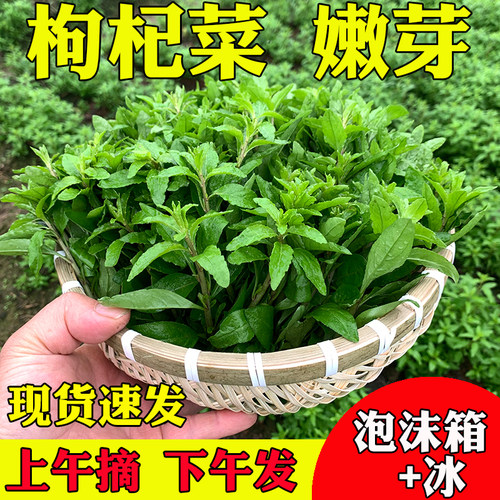 广西桂林新鲜枸杞菜嫩芽现摘现发枸杞头野菜养生菜新鲜蔬菜枸杞叶