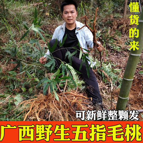 桂林野生新鲜五指毛桃根煲汤神器