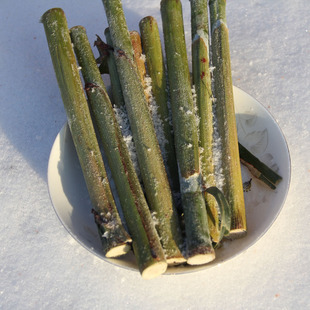 自家25年东北青皮霜冻甜杆儿甜树秸 小甘蔗甜棒小时候的味道怀旧