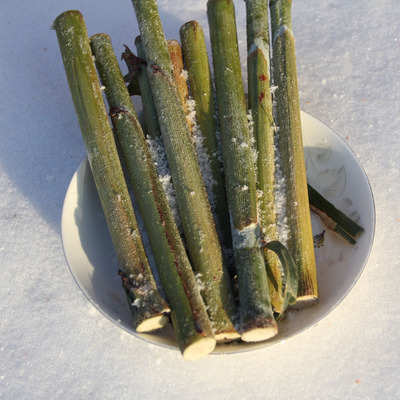 东北青皮霜冻甜杆儿甜杆冰糖心
