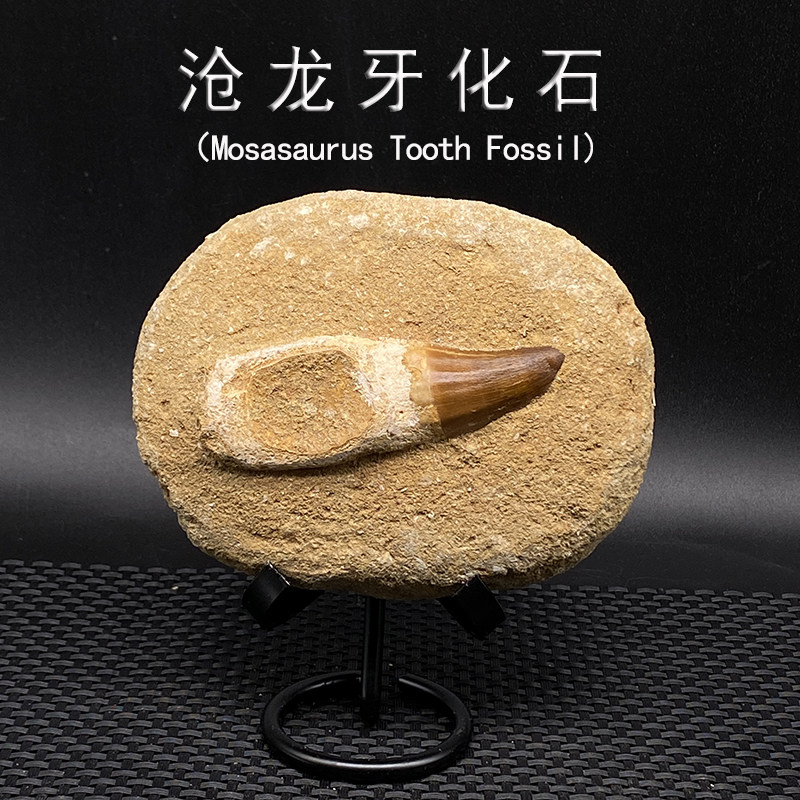 天然摩洛哥古生物沧龙牙化石带围岩教学科普标本摆件收藏儿童礼物
