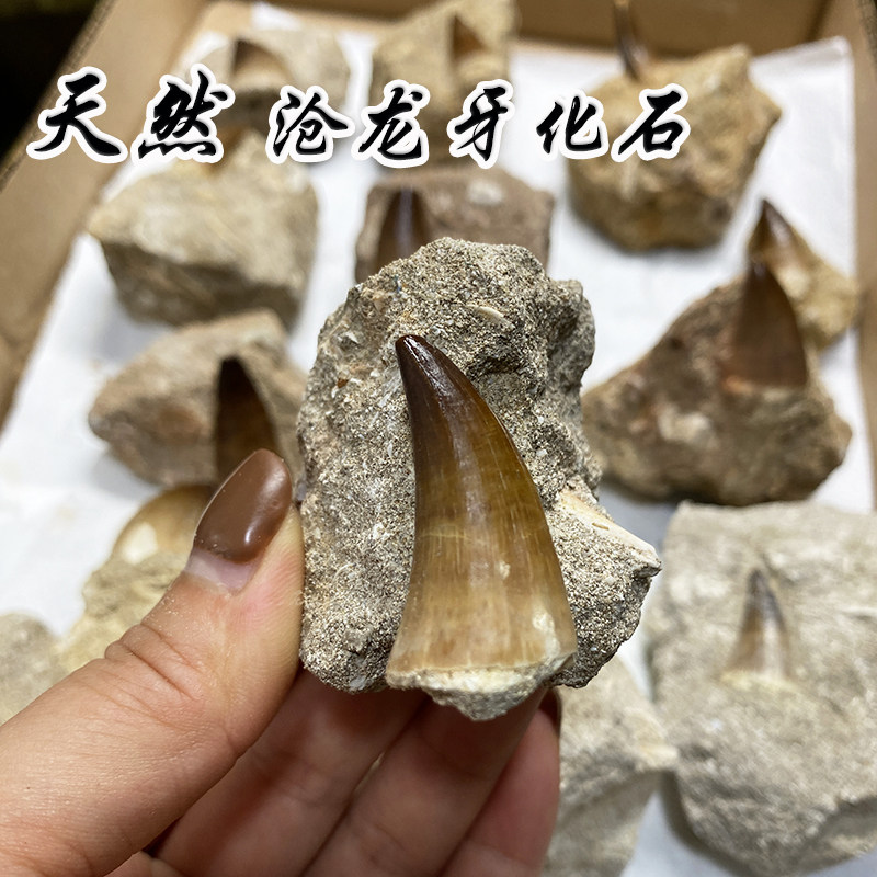 天然古生物沧龙牙齿化石标本海洋生物地质科普教学教具收藏摆件