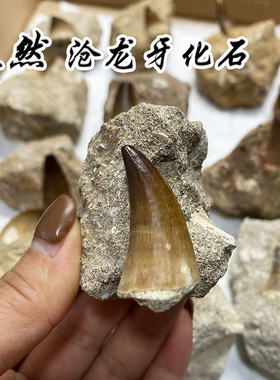 沧龙牙科普教学牙齿化石教具标本
