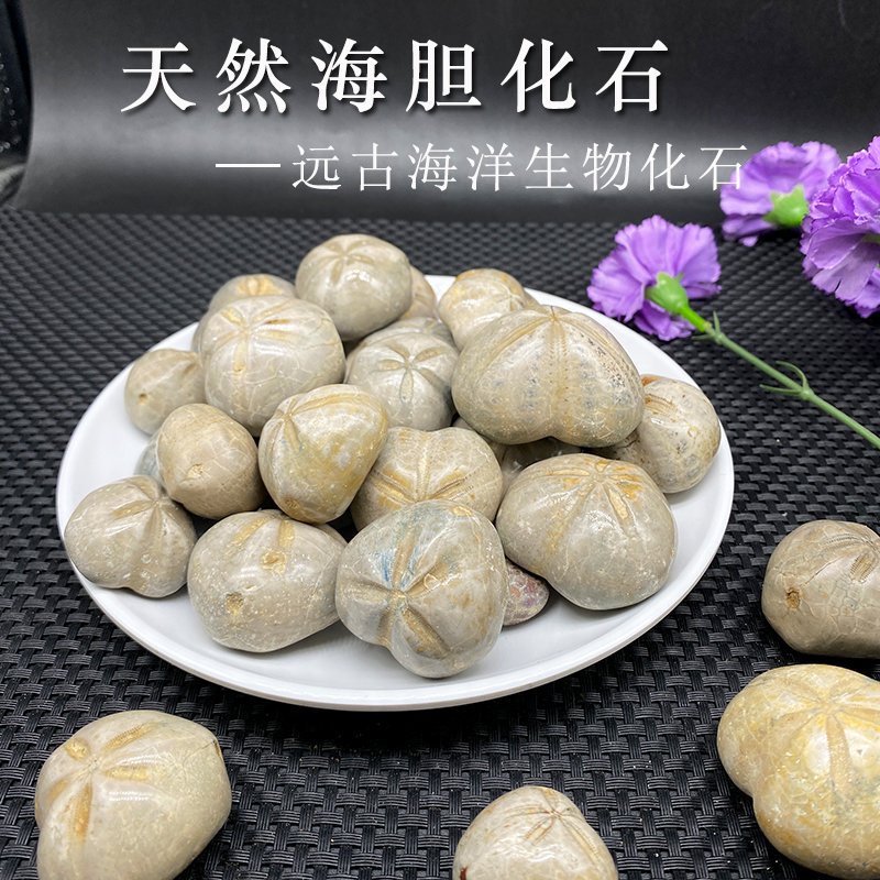 天然海胆化石古生物棘皮动物海星化石科普教学标本鱼缸造景装饰