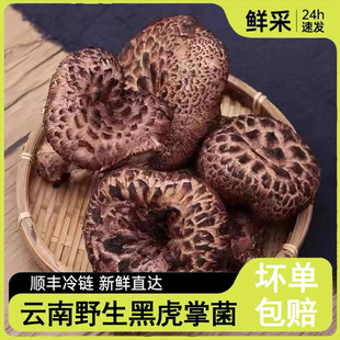 云南新鲜黑虎掌菌云南特产当季新鲜食用煲汤送礼食材