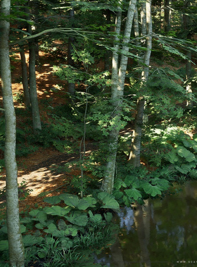 UE5虚幻5 Beech Forest Ecosystem 山毛榉森林生态系统