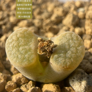 609号黄窗班克雪花磁铁