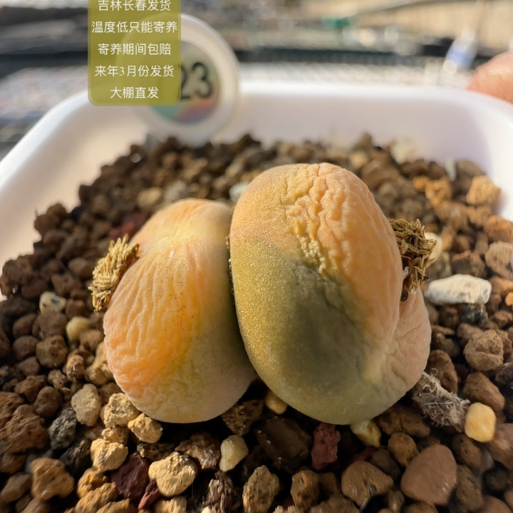 723号双头蟠桃母本1801.1,鲜花速递/花卉仿真/绿植园艺,多肉植物,淘宝优惠券,粉丝福利购,淘宝优惠卷
