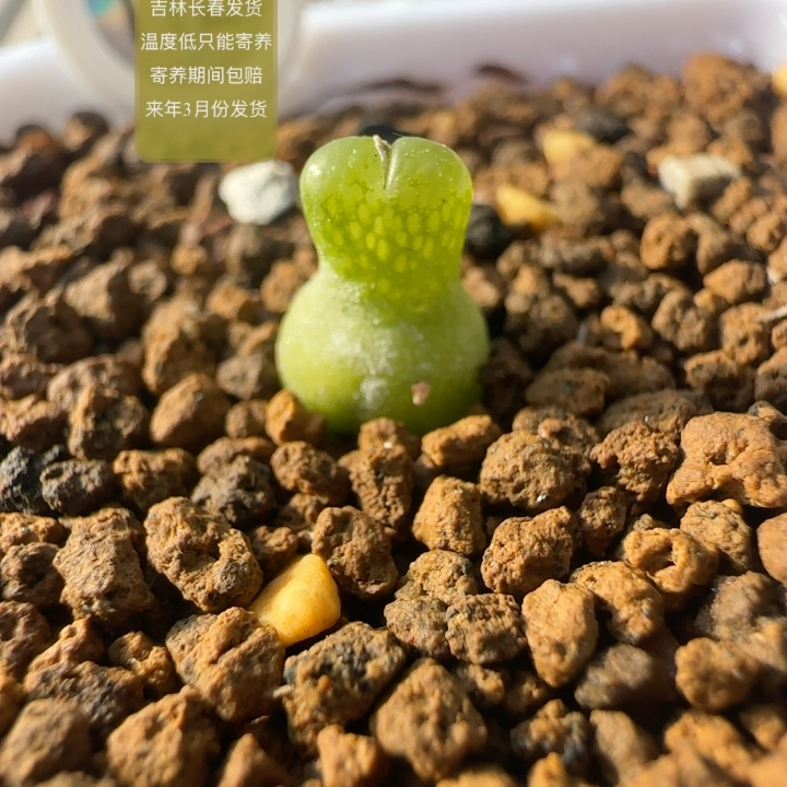 112号小葫芦母本