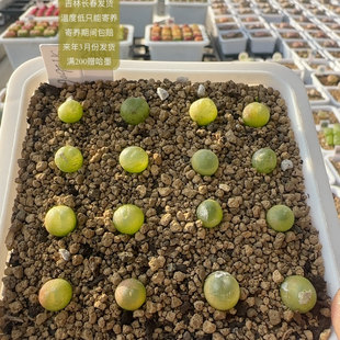 249号16颗紫皮拉登sh2606