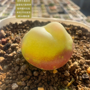 265号紫皮拉登尺寸2.2