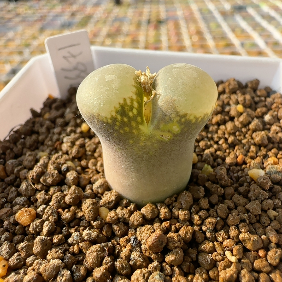 lt996风铃母本蘑菇头