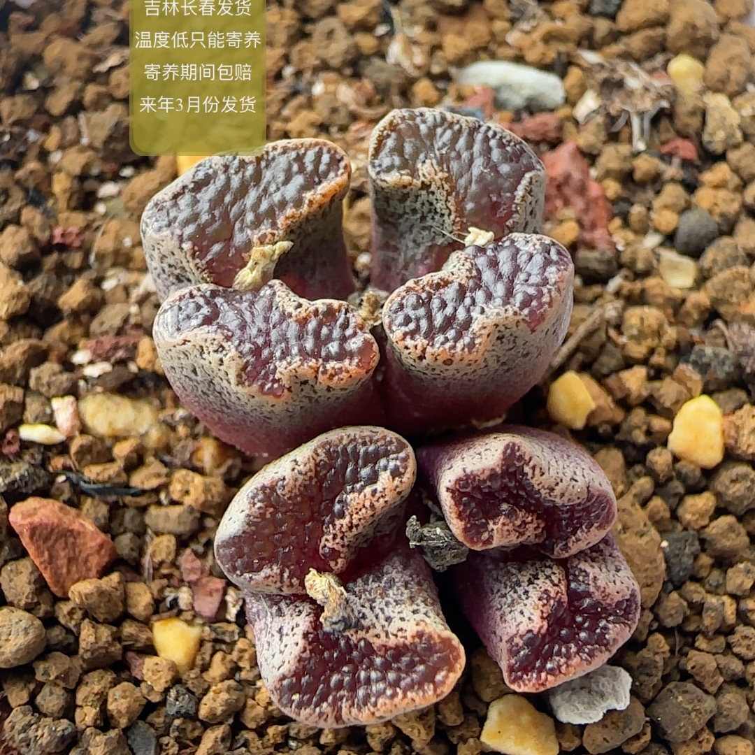 323号4头红蝴蝶勋章