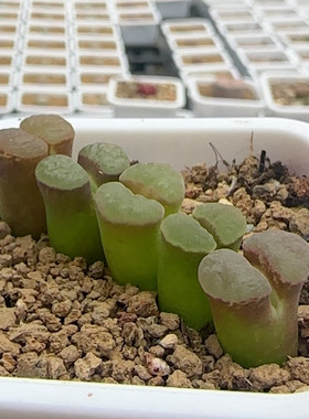 4-6五颗班克雪花磁铁