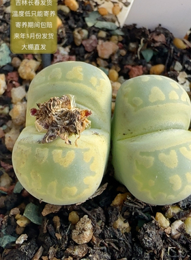 482号双头绿大牙c350a