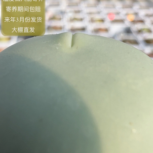 280号撅嘴鸽子蛋尺寸2.8