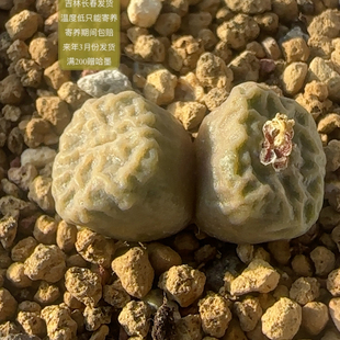 645号双头方烧1410.66