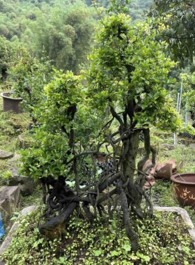 金弹子盆景嫁接血钻血红葫芦果原生母树小山灌木金弹子母桩