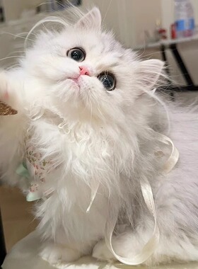 曼基康矮脚猫幼猫米努特短腿猫曼赤肯拿破仑上海猫舍幼崽铲屎公社