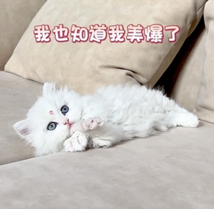 铲屎公社银白米努特矮脚猫家养曼基康矮脚拿破仑宠物猫咪上海猫舍