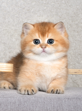 【11号色】英短金渐层猫幼崽蓝金渐层赛级幼猫纯种上海猫活物ny12
