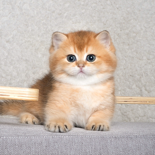 11号色 英短金渐层猫幼崽蓝金渐层赛级幼猫纯种上海猫活物ny12