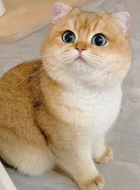 金渐层幼猫英短纯种赛级蓝金矮脚血统包子脸活体长毛宠物猫咪幼崽
