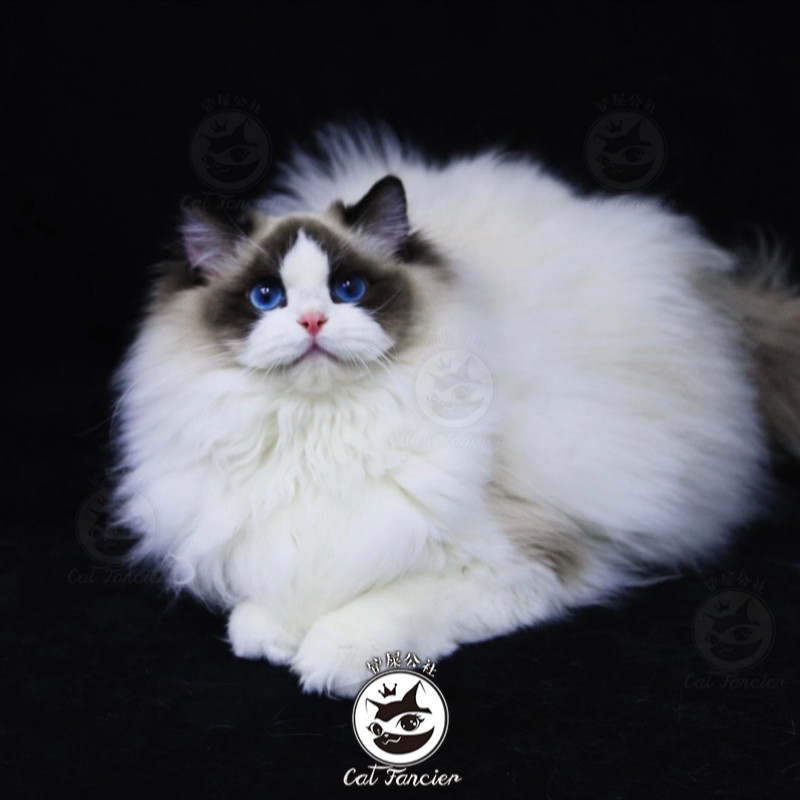 【赛级】布偶猫幼猫纯种布偶猫幼崽活体血统级长毛仙女猫上海猫舍