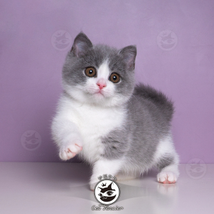 曼基康矮脚猫蓝白短腿猫宠物猫咪拿破仑矮脚猫美短虎斑起司矮脚猫