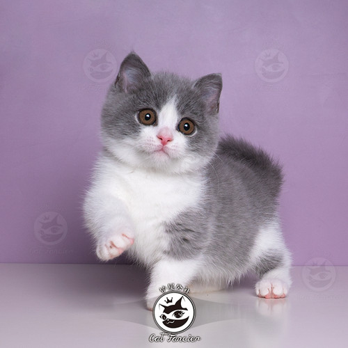 曼基康矮脚猫蓝白短腿猫