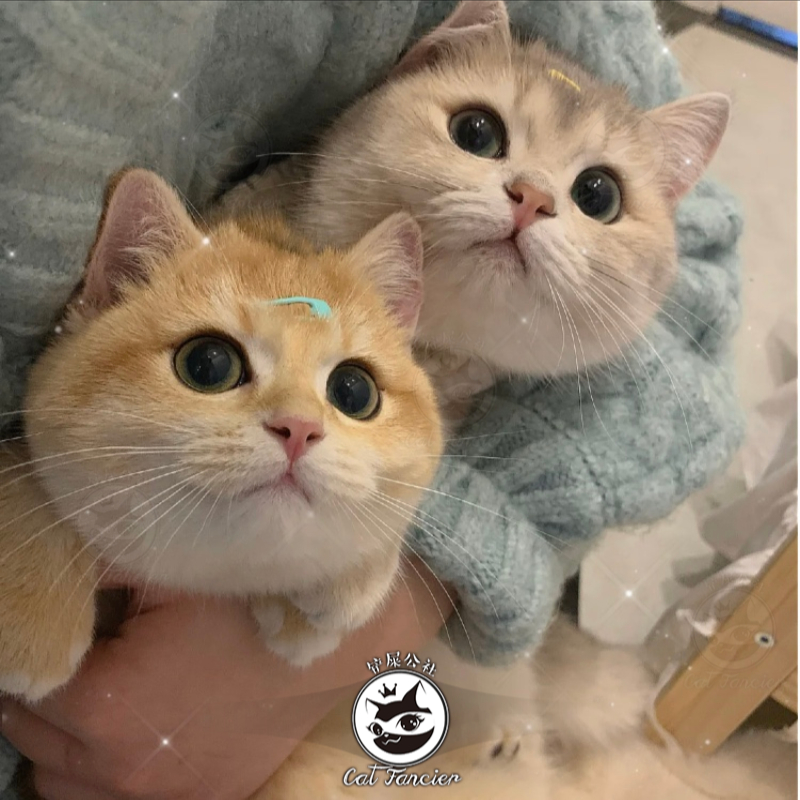 英短金渐层猫幼崽蓝金渐层赛级幼猫纯种银渐层猫上海猫咪活物ny12