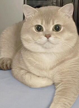 英短蓝金渐层幼猫纯种赛级蓝金矮脚血统活体宠物猫咪幼崽铲屎公社