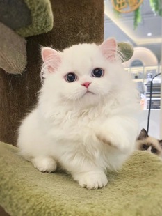 铲屎公社米努特矮脚猫幼猫纯种曼基康短腿猫拿破仑宠物猫咪活物