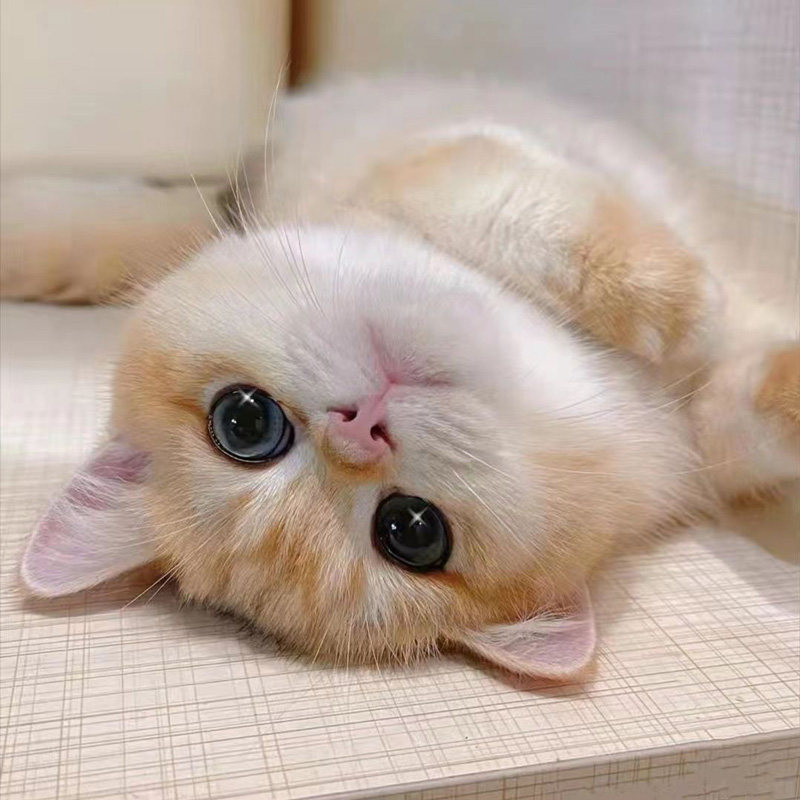 【12号色】英短金渐层猫幼崽血统级幼猫纯种猫蓝金猫咪活物ny12