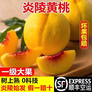 湖南正宗炎陵黄桃现摘现发当季新鲜水果高山锦绣黄桃顺丰包邮送礼