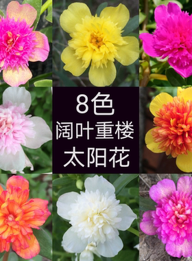 阔叶重楼太阳花苗宿根混色植物花卉盆栽多年生多季开花不断带花苞