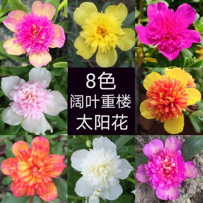阔叶重楼太阳花苗宿根混色植物花卉盆栽多年生多季开花不断带花苞