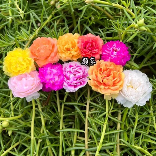 进口针叶重瓣太阳花苗宿根多年生混色植物花卉易活多季开花带花苞