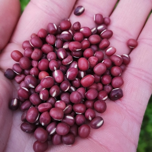 2025新货海门农家自产红小豆粗粮小红豆非赤小豆新货750克包邮