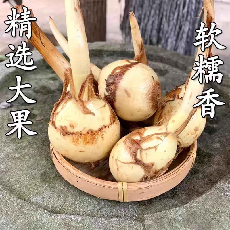 海门白肉慈姑包邮特产新鲜白茨菇紫慈菇慈姑茨菰燕尾菇