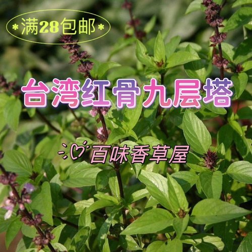台湾红骨九层塔盆栽金不换九层塔种子罗勒苗三杯鸡红骨红花可食用