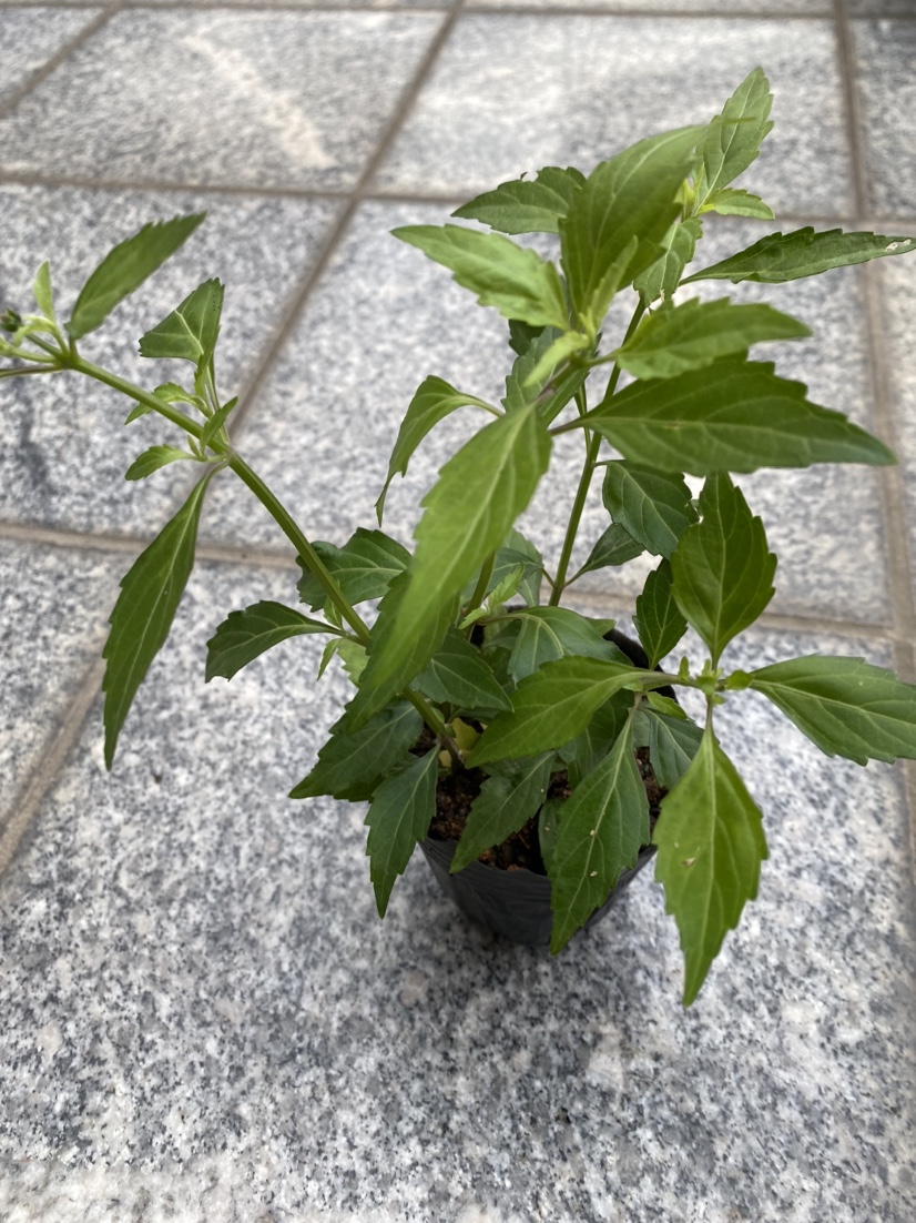 猫须草苗盆栽肾茶  肾茶猫须公 牙努秒苗 绿植盆景可食用易种植