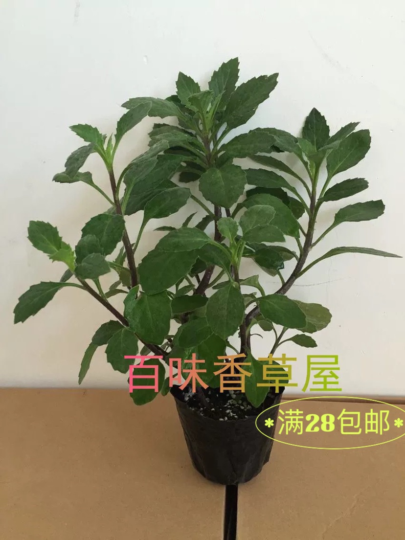 正宗片仔癀草苗白凤菜苗盆栽鲜叶绿植可食用清凉解毒蔬菜植物