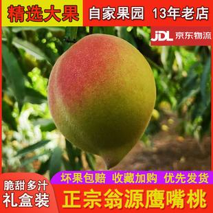 现摘广东韶关翁源鹰嘴桃子大果新鲜孕妇水果脆甜爽水蜜桃10斤包邮