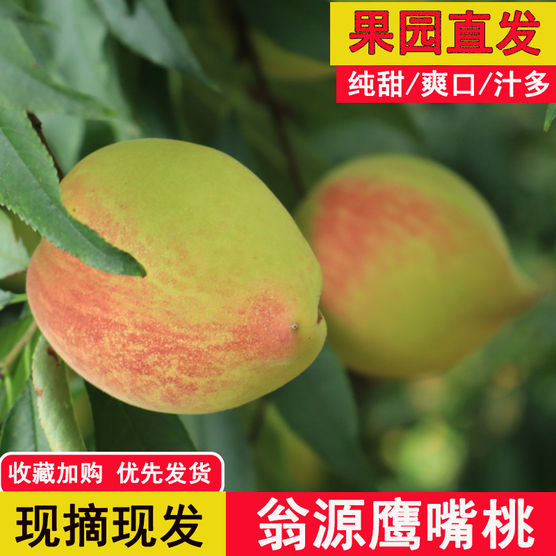 翁源鹰嘴桃新鲜现摘脆甜毛桃子