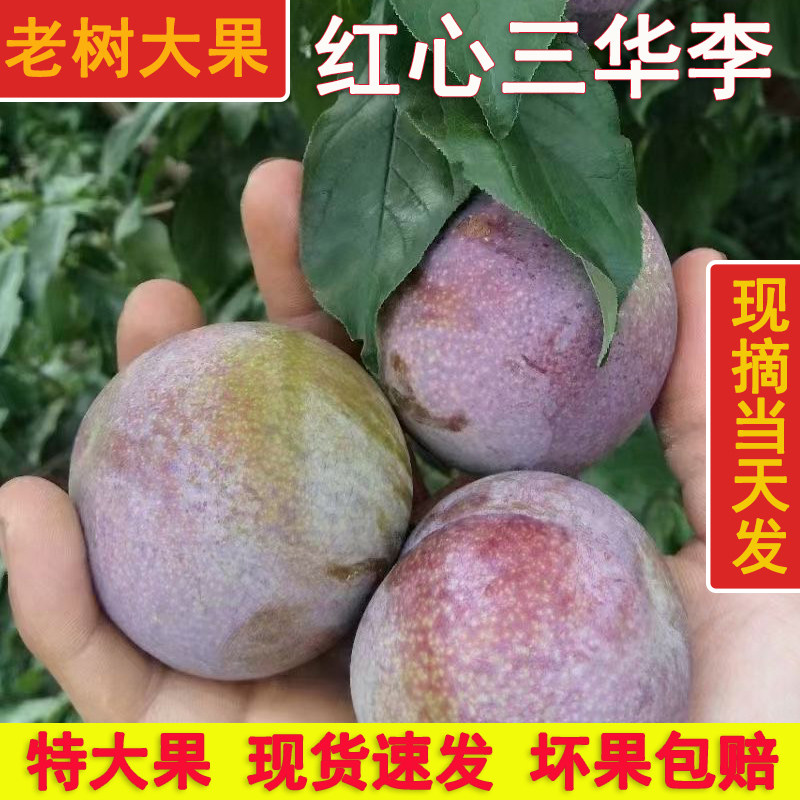 现摘精选大果广东红心三华李子新鲜水果孕妇水果酸甜爽口整箱包邮