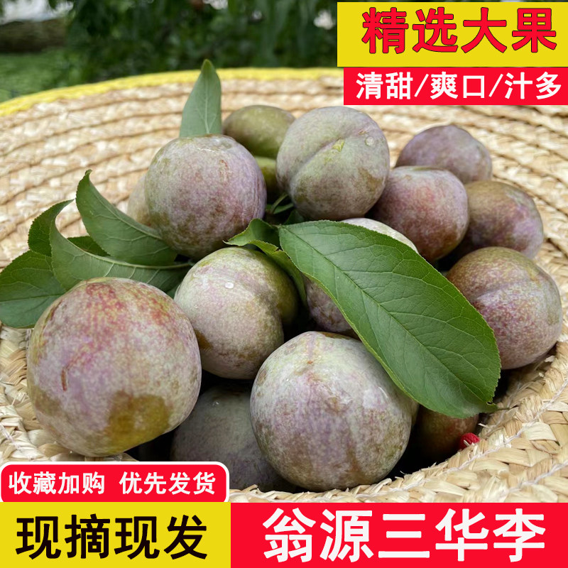 广东韶关翁源三华李红心李子包邮