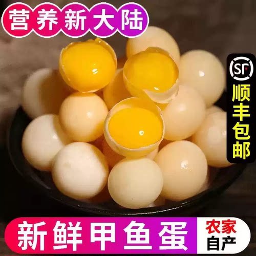 【直播专享优惠60送60枚】新鲜甲鱼蛋原生态土鳖王八蛋宝宝辅食