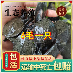 冷水生态甲鱼苗一元一只外塘养殖中华鳖王八团鱼水鱼苗小甲鱼苗