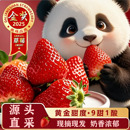 包邮 正宗红颜奶油新鲜草莓当季 孕妇水果草莓礼盒非丹东99红颜草莓